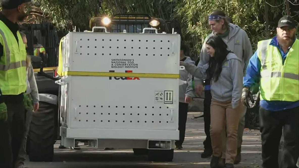 Giant panda Xiao Qi Ji departs DC’s National Zoo for China